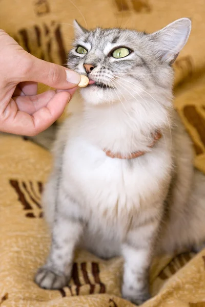 Kedi vitamin besleme