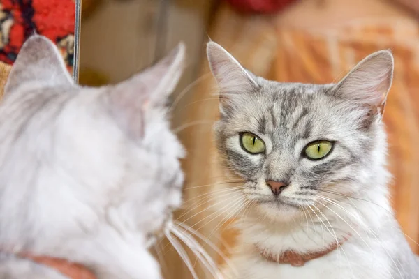 Gri kedi Aynaya bakar