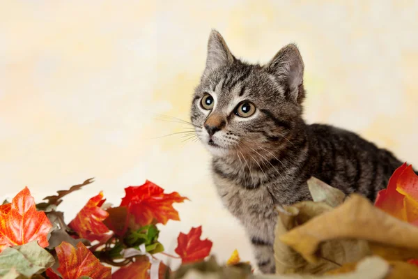 Yapraklarından bakmak tabby yavru kedi