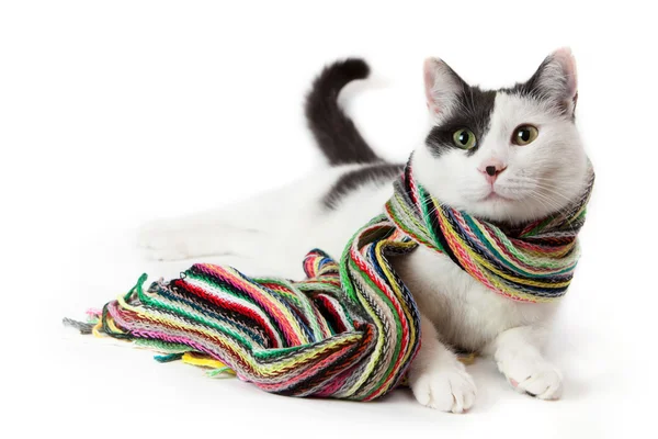 Renkli atkı siyah ve beyaz bir kedi portresi