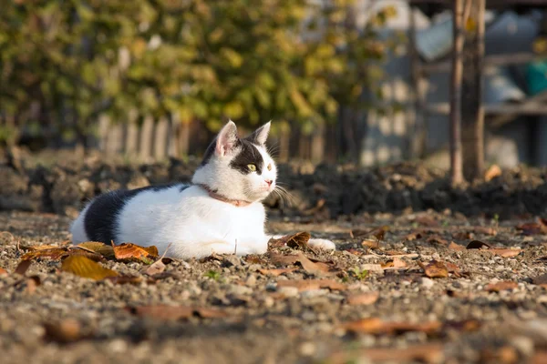 Black and white cat lying on the ground, looking away — Stock Photo, Image