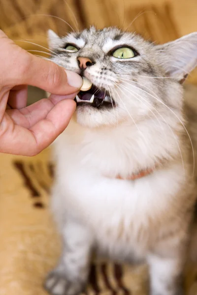 Állat - macska eszik vitaminok Stock Kép
