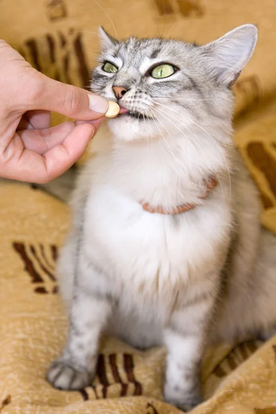 Etetés a macska vitaminok Stock Kép