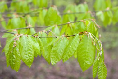 Bahar dalı yeni genç yaprakları ile