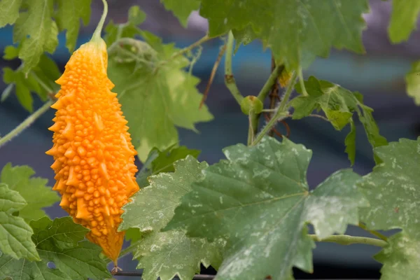 Momordica o melón amargo chino — Foto de Stock