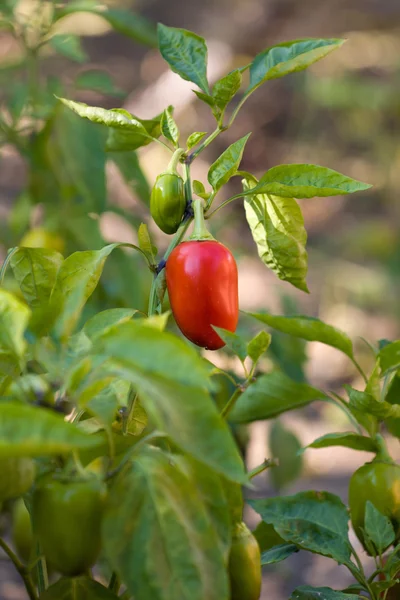 Röda och gröna bulgariska peppar på busken — Stockfoto