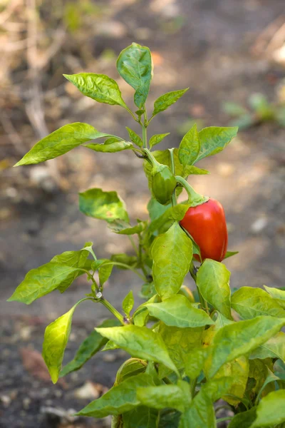 Röda och gröna bulgariska peppar på busken — Stockfoto
