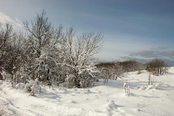 Floresta nevada, inverno — Fotografia de Stock