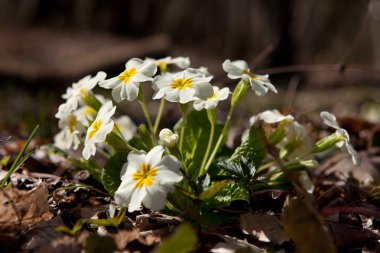 Ormanda bahar çiçekleri