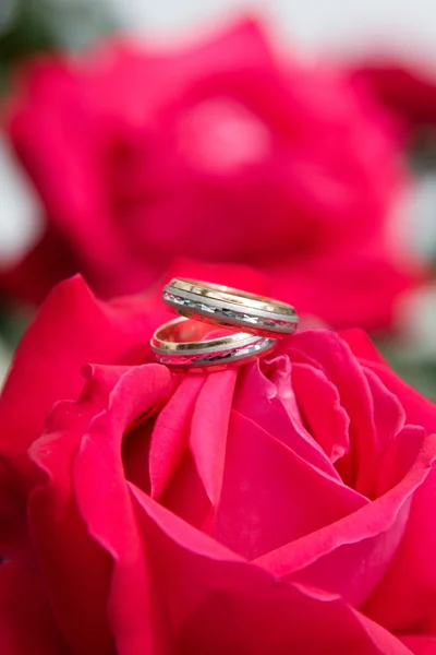 Two gold wedding rings with pink rose. — Stock Photo, Image