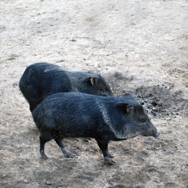 yaban domuzu