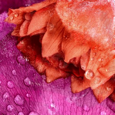 Çiçek kaktüs mor bir arka plan, buz dondurulmuş