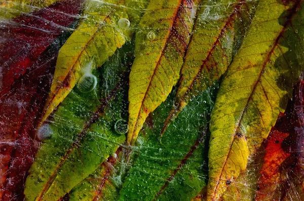 Frozen autumn leaves — Stock Photo, Image