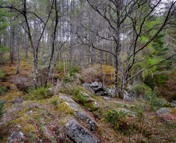 ブルーアの滝の近くの森 ブルーアーの滝はスコットランドのブルーアー水の滝のシリーズです — ストック写真