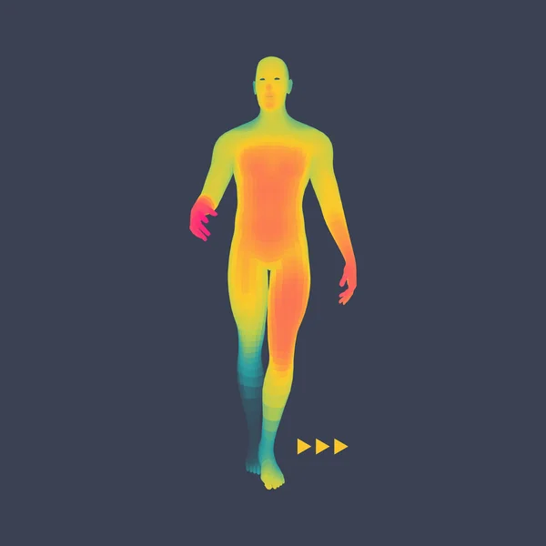 El hombre se pone de pie. Modelo 3D del Hombre. Modelo de cuerpo humano. Ilustración vectorial . — Archivo Imágenes Vectoriales