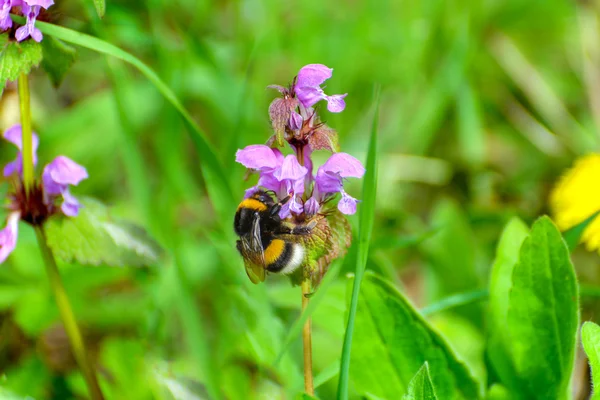 Bumblebee e flor roxa — Fotografia de Stock