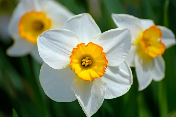 The blossoming daffodils — Stock Photo, Image