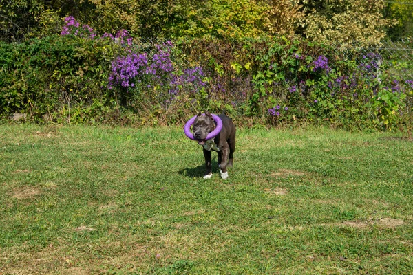 Bello Americano Staffordshire Terrier Giocare All Aperto Fotografia Stock