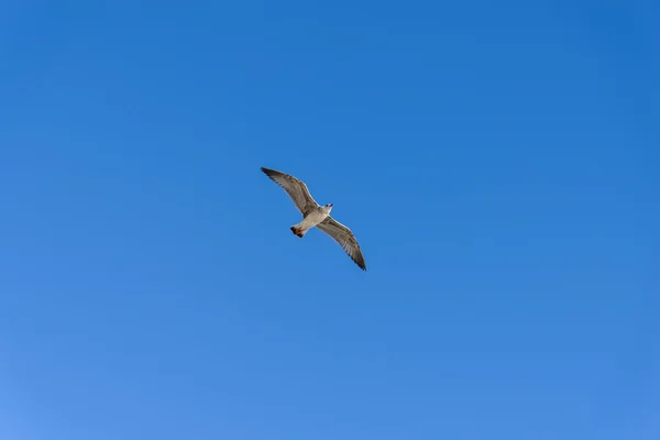 Seagull in flight — Stock Photo, Image