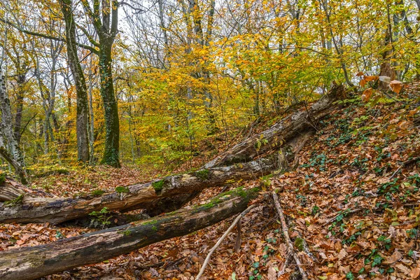 Alberi caduti — Foto Stock