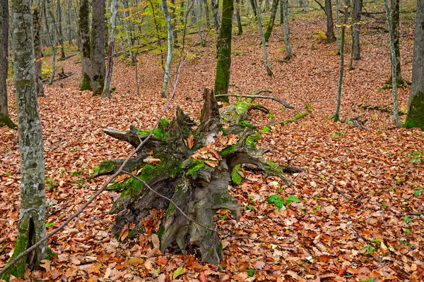 Alberi caduti — Foto Stock