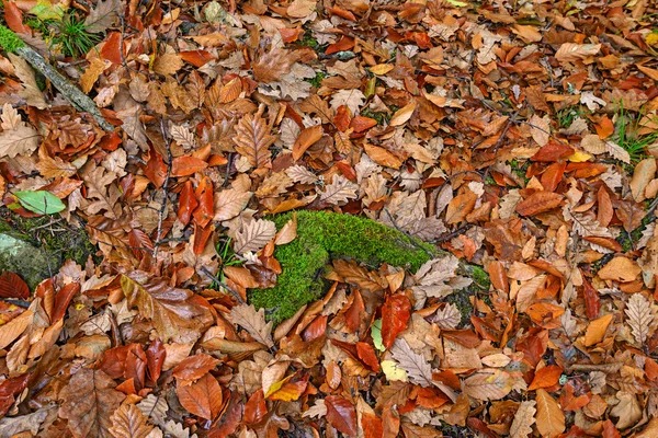 Leaves — Stock Photo, Image