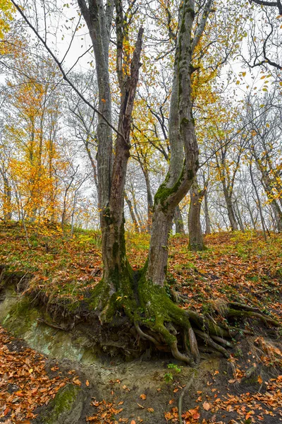 Bosque en las montañas — Foto de Stock