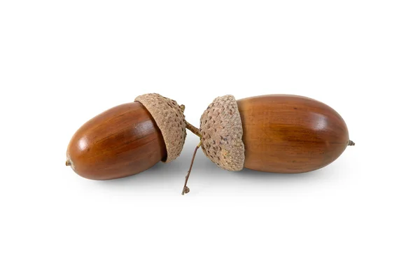 Two acorns — Stock Photo, Image