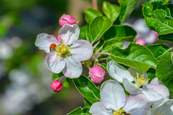 Blommande gren av ett äppelträd — Stockfoto