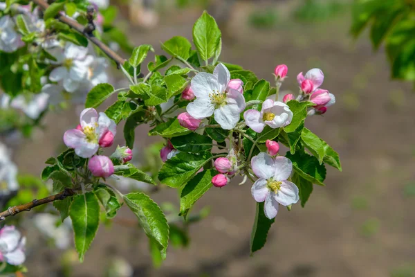 Blommande gren av ett äppelträd — Stockfoto