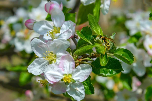 Blommande gren av ett äppelträd — Stockfoto