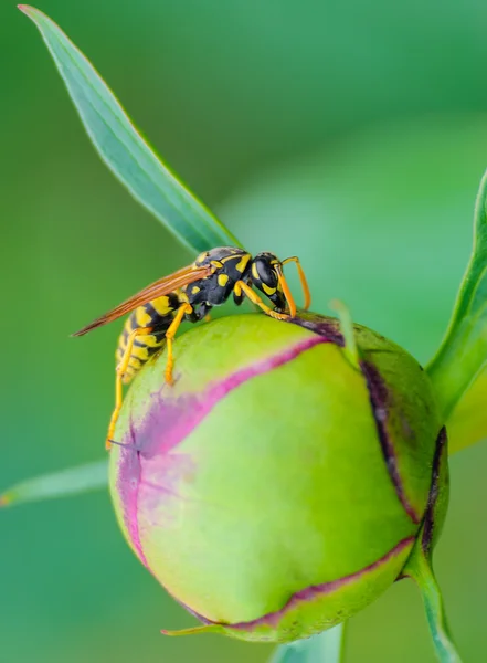 Wasp — Stockfoto