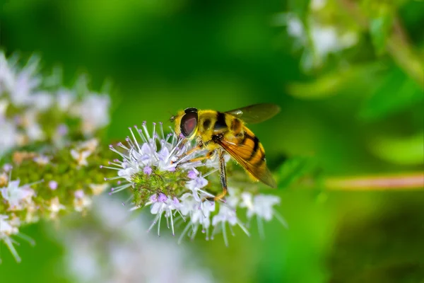 Syrphid vliegt — Stockfoto