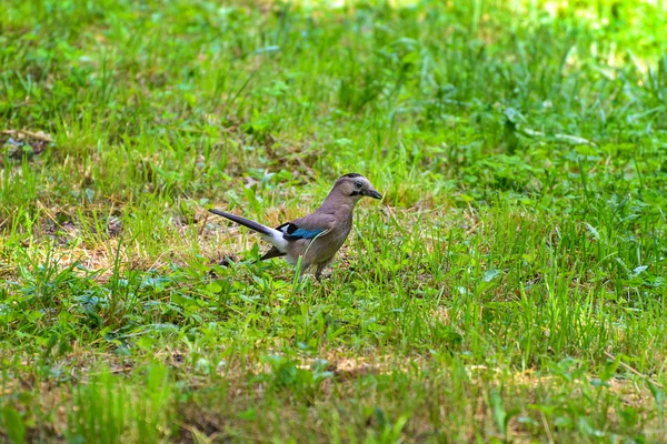 The jay — Stock Photo, Image