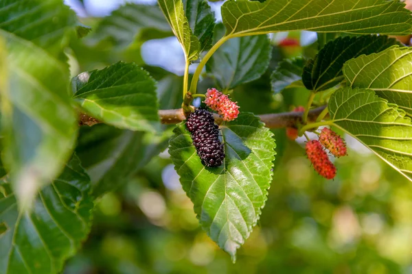 Mulberry — Stock Photo, Image