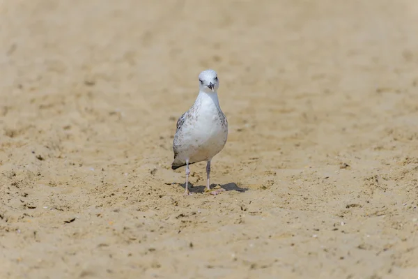 Die Möwe auf dem Sand — Stockfoto