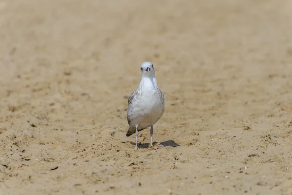 Die Möwe auf dem Sand — Stockfoto