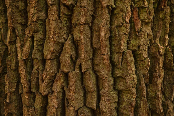 Struttura Della Corteccia Del Vecchio Albero Corteccia Quercia Sfondo Strutturato — Foto Stock