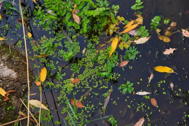 Su yüzeyinde çeşitli sonbahar yaprakları. Sonbahar mevsiminde ağaç gövdesi yansımalarıyla su yüzeyinde yüzen park