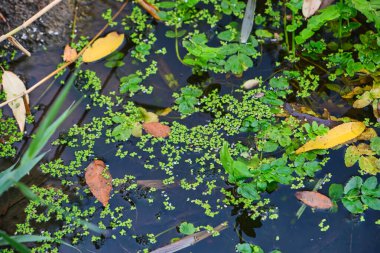 Su yüzeyinde çeşitli sonbahar yaprakları. Sonbahar mevsiminde ağaç gövdesi yansımalarıyla su yüzeyinde yüzen park