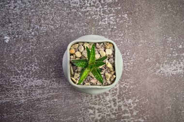 Gri beton arka planda modern tencerede sulu aloe vera. Metin için alanı kopyala.