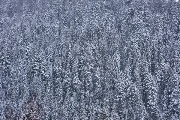 Coniferous forests. Dense mountain forest with frosty trees in the Carpathians. Carpathians in early spring, it is snowing. View of the snowy spruce forest, old spruce forest