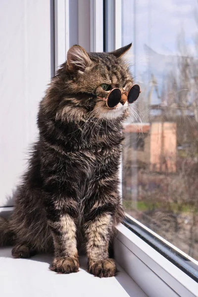 晴れた暖かい日に窓辺に座っている小さな暗いサングラスで愛らしい ふわふわの灰色の猫の肖像画 かわいい猫 — ストック写真