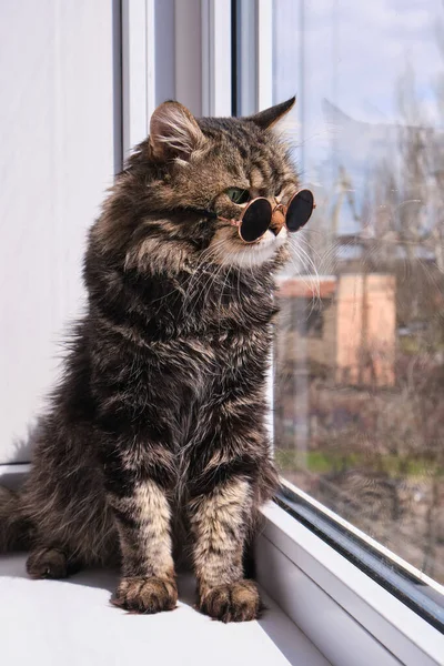 Portret Van Een Schattige Pluizige Grijze Kat Kleine Donkere Zonnebrillen — Stockfoto