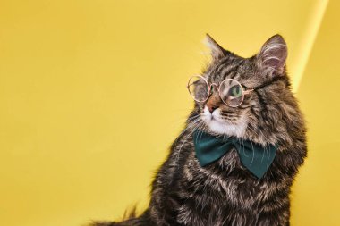 Çevrimiçi kurslar, uzaktan eğitim konsepti. Papyonlu ve gözlüklü komik bir kedi sarı arka planda oturuyor ve metin için fotokopi alanına bakıyor. Optik gözlük mağazası, yaratıcı reklam.