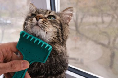 Yakın plan gri çizgili safkan kedi, yani taranmış yün. Kedi çok memnun, nazik, bu işlemden memnun. Kedi, erkeğin evcil hayvanına bakmasından zevk alır.