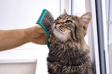 Yakın plan gri çizgili safkan kedi, yani taranmış yün. Kedi çok memnun, nazik, bu işlemden memnun. Kedi, erkeğin evcil hayvanına bakmasından zevk alır.