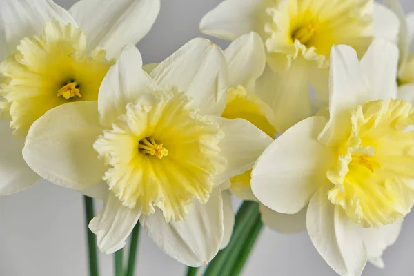 Påskliljor Vit Och Gul Narcissus Bukett Nära Upp Grå Bakgrund — Stockfoto