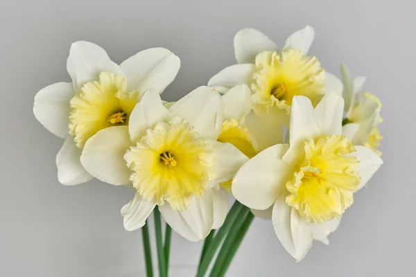 Påskliljor Vit Och Gul Narcissus Bukett Nära Upp Grå Bakgrund — Stockfoto