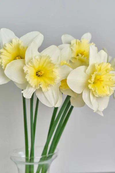 Daffodils 白色和黄色的水仙花束紧贴在灰色的背带上 菜园里新鲜的水仙花 乡下人的天性春天照片复古明信片 — 图库照片